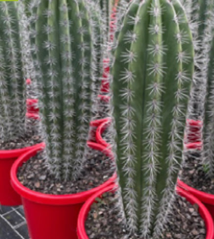 Pachycereus pringlei