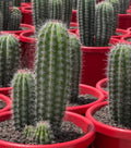 Pachycereus pringlei