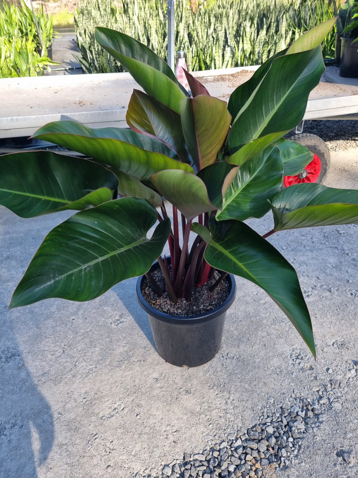 Philodendron Imperial Green