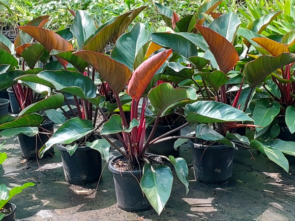 Philodendron Rojo Congo