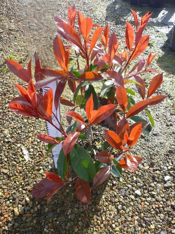 Photinia ‘Red Robin’ | Photinia × fraseri ‘Red Robin’