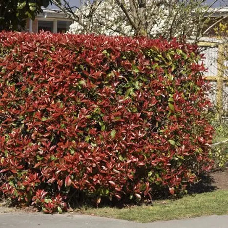 Photinia ‘Red Robin’ | Photinia × fraseri ‘Red Robin’