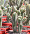 Pilocereus gounelli