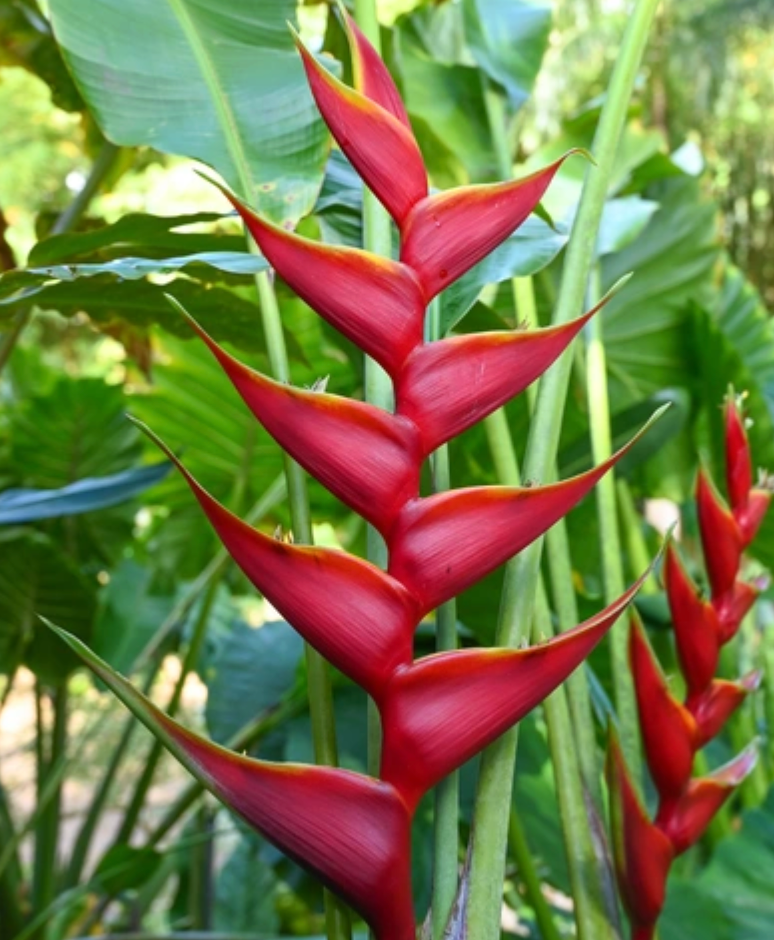 Heliconia Richmond Red