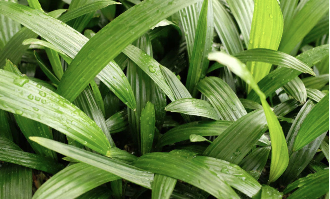 Rhapis Palm | Rhapis excelsa (Lady Palm)