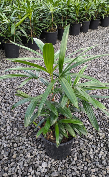 Rhapis Palm | Rhapis excelsa (Lady Palm)