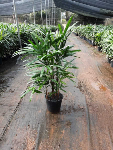 Rhapis Palm | Rhapis excelsa (Lady Palm)