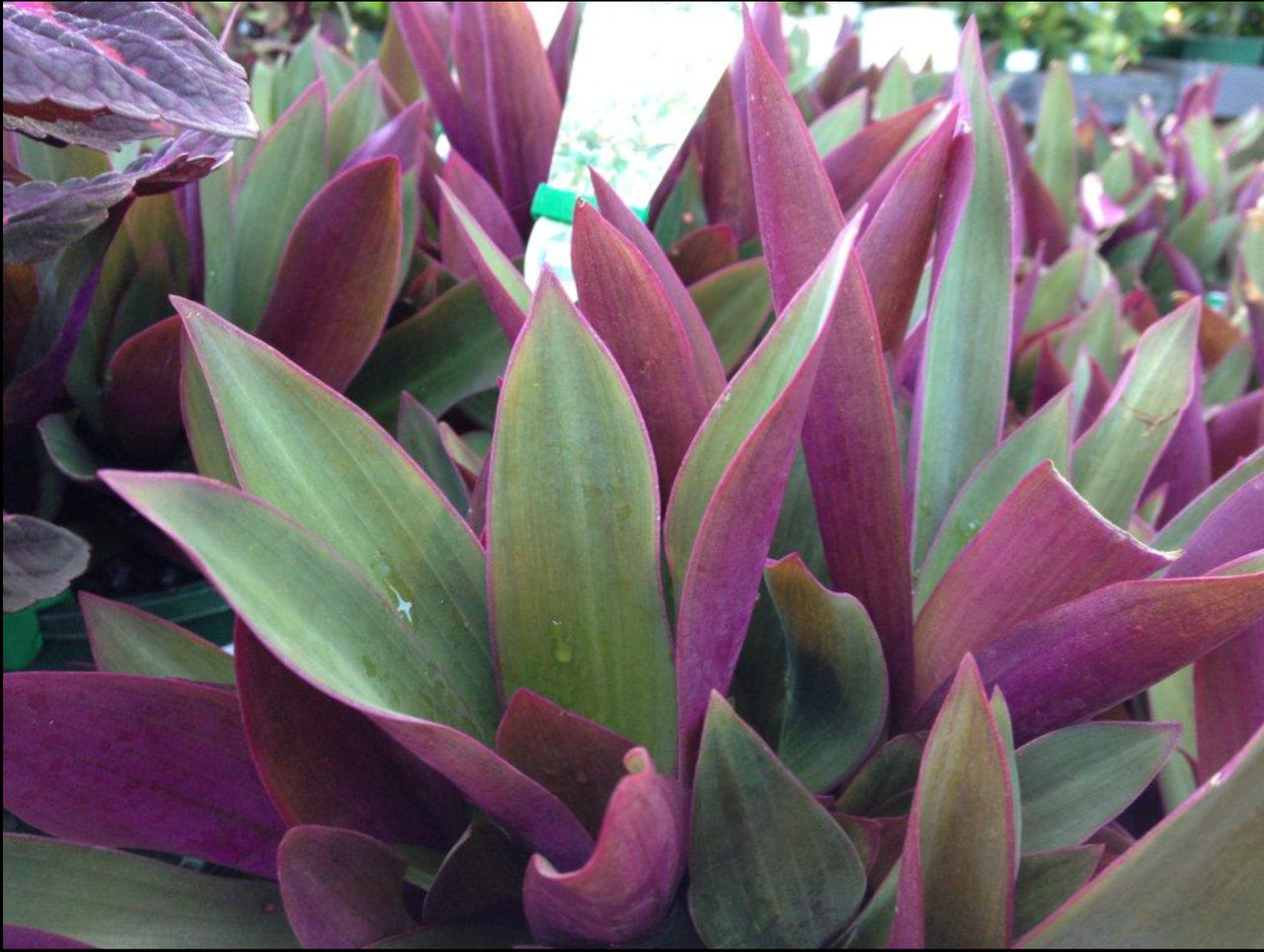Rhoeo `Moses in the Cradle' | Rhoeo spathacea