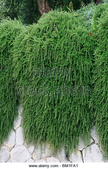 Rosmarinus officinalis Prostratus |  Creeping Rosemary