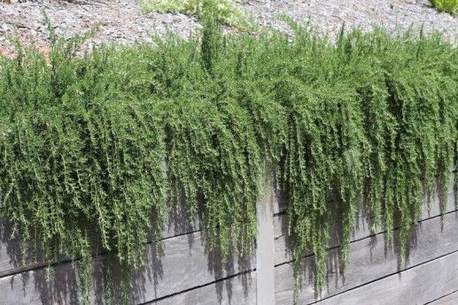 Rosmarinus officinalis Prostratus |  Creeping Rosemary