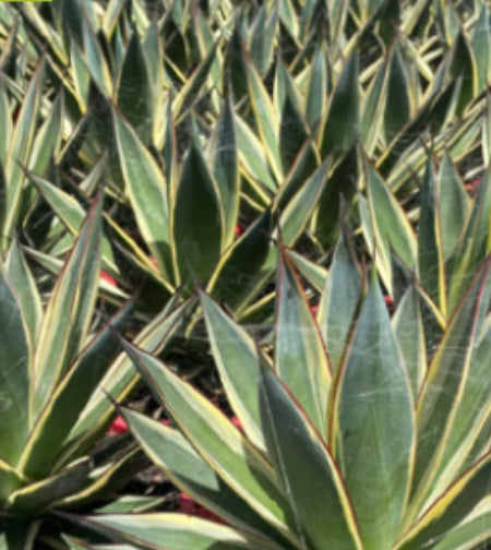 sansevieria dooneri Sansevieria Dooneri – SOUTHCOAST PLANTS