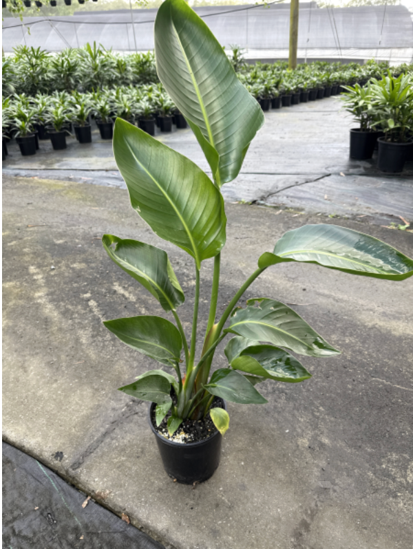 Strelitzia Nicolai | Giant Bird of Paradise