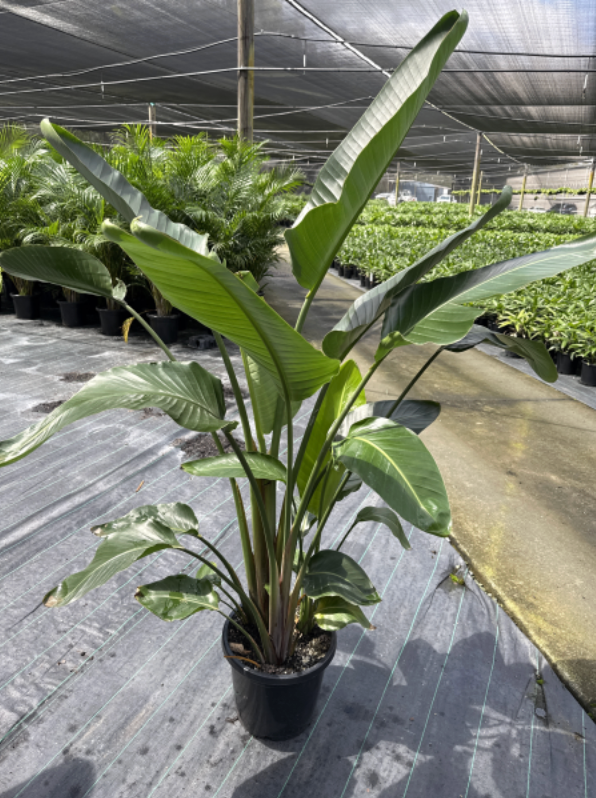 Strelitzia Nicolai | Giant Bird of Paradise