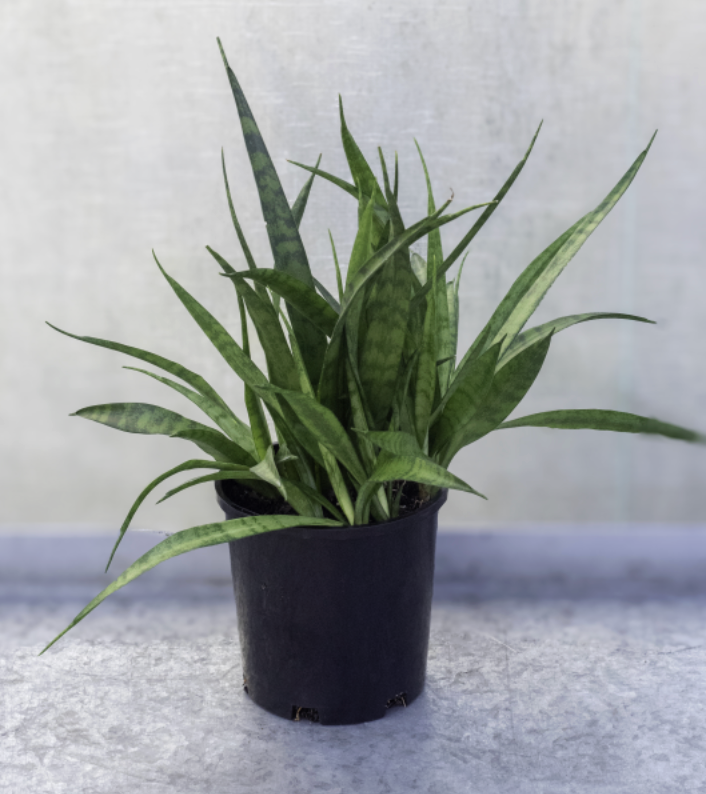 Sansevieria Dooneri