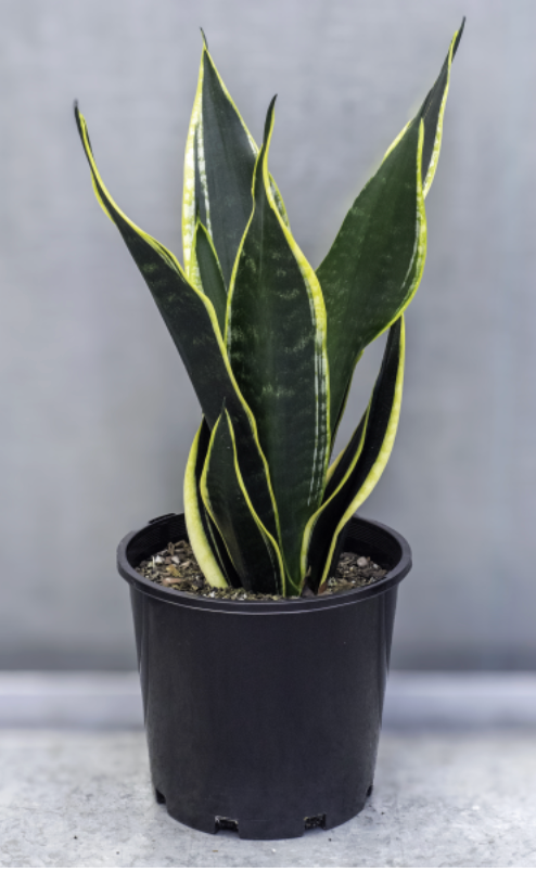 Sansevieria trifasciata Black Gold