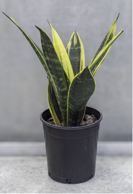 Sansevieria trifasciata Gold Flame