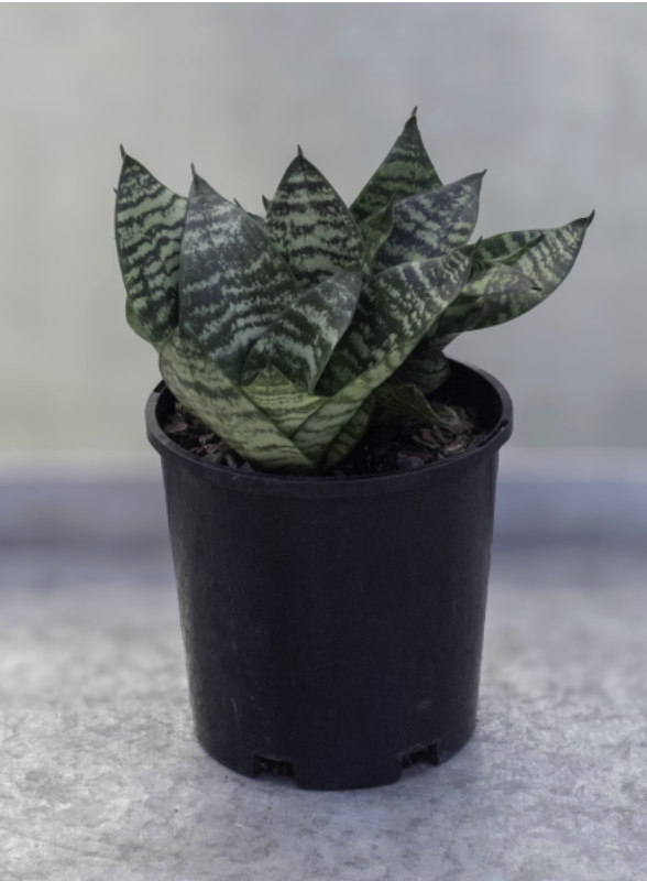 Sansevieria trifasciata Hahnii