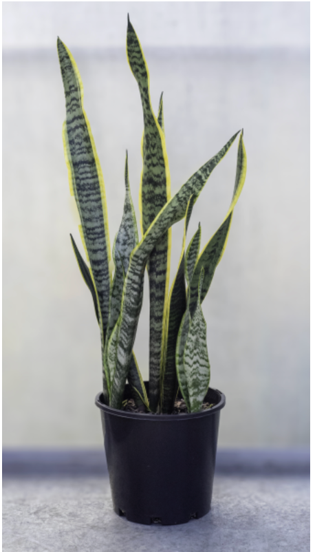 Sansevieria trifasciata Laurentii
