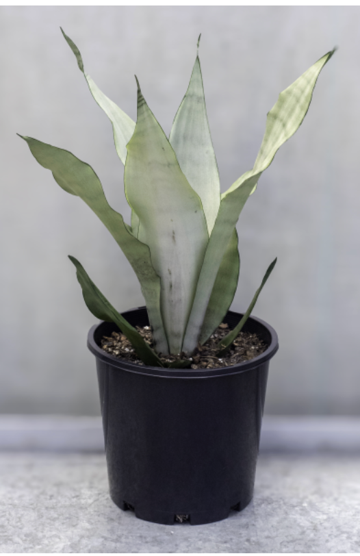 Sansevieria trifasciata moonshine