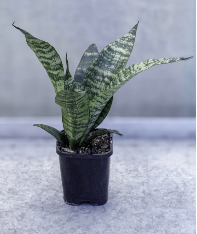 Sansevieria trifasciata robusta