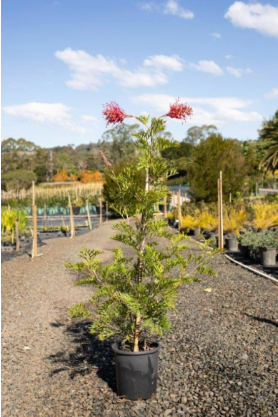 Grevillea ‘Robyn Gordon’