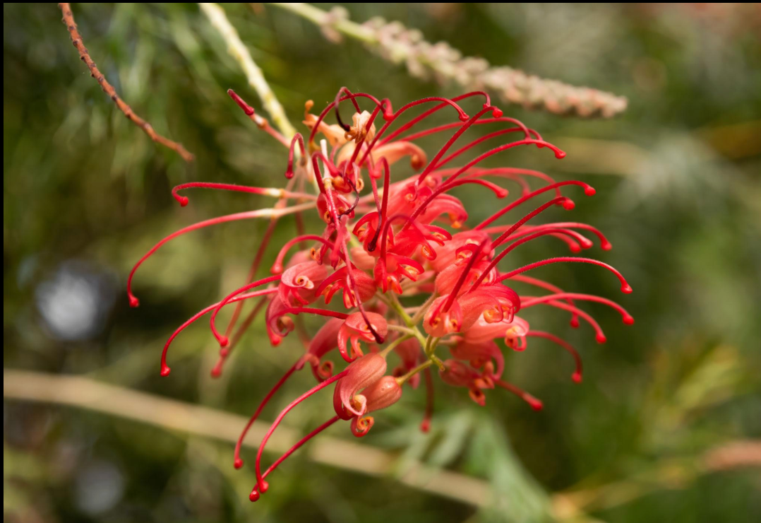 Grevillea ‘Robyn Gordon’