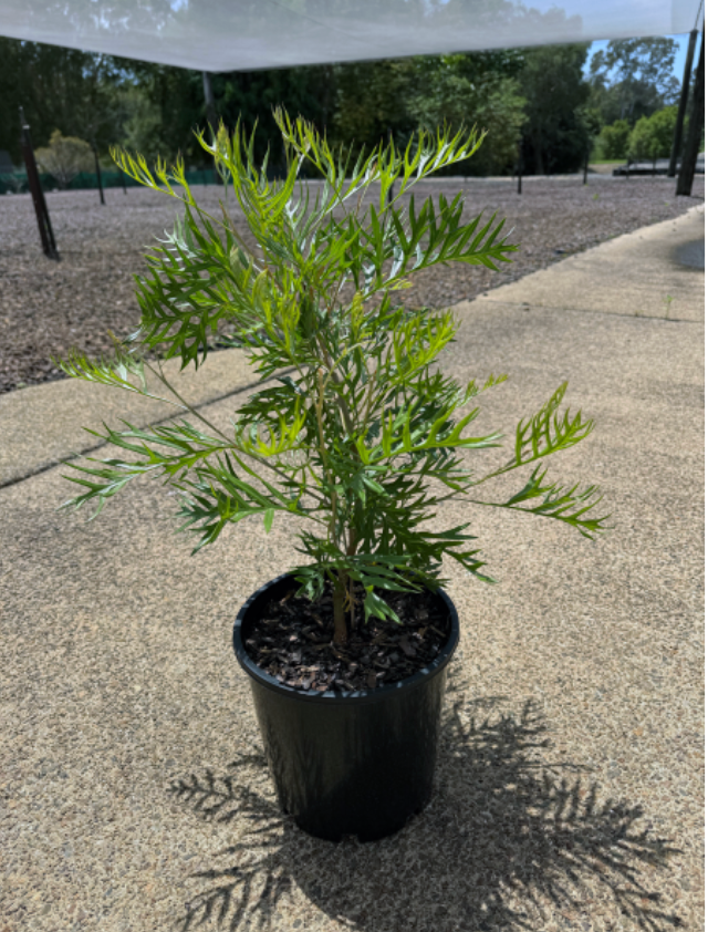 Grevillea ‘Superb’