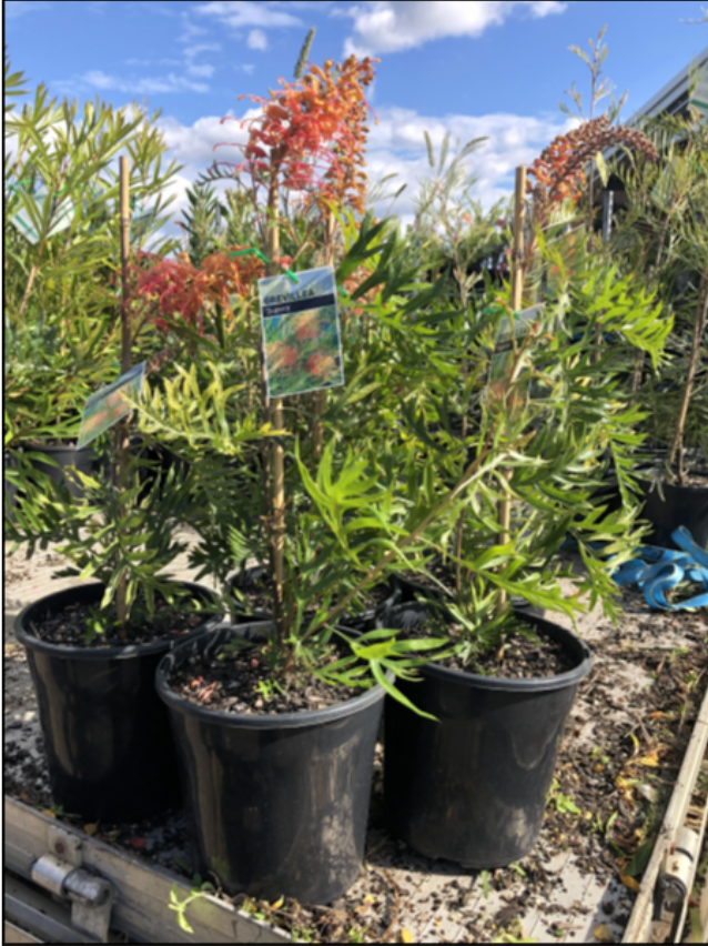 Grevillea ‘Superb’