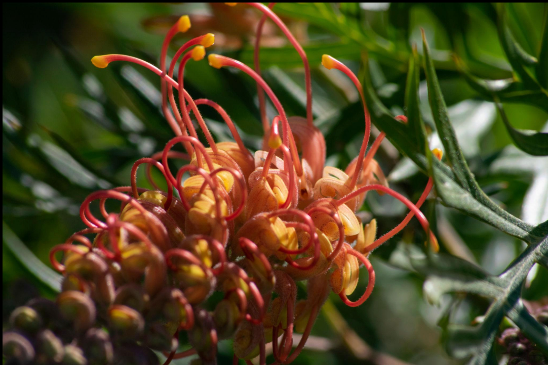 Grevillea ‘Superb’