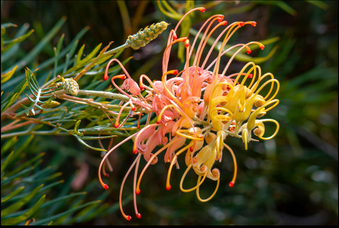 Grevillea ‘Peaches & Cream’