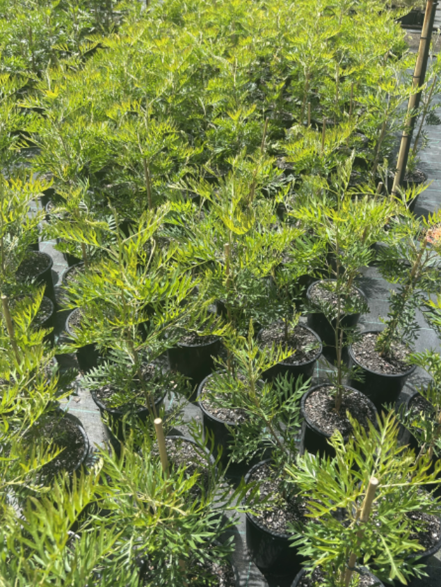 Grevillea ‘Peaches & Cream’