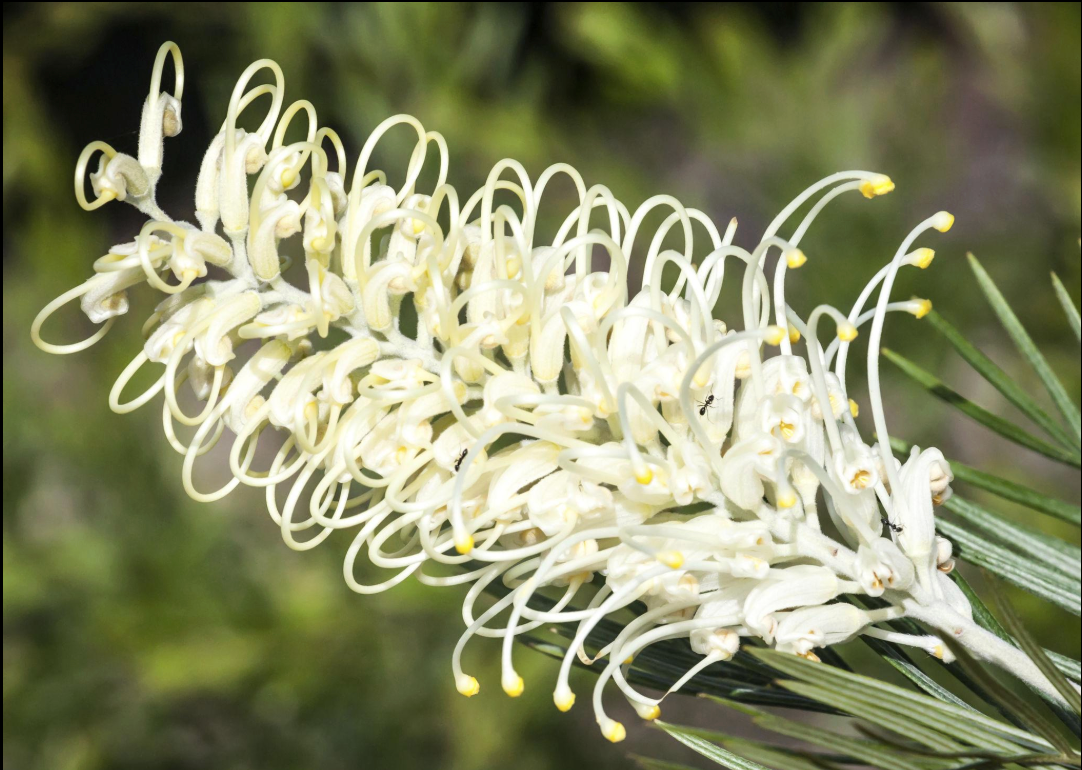 Grevillea ‘Moonlight’