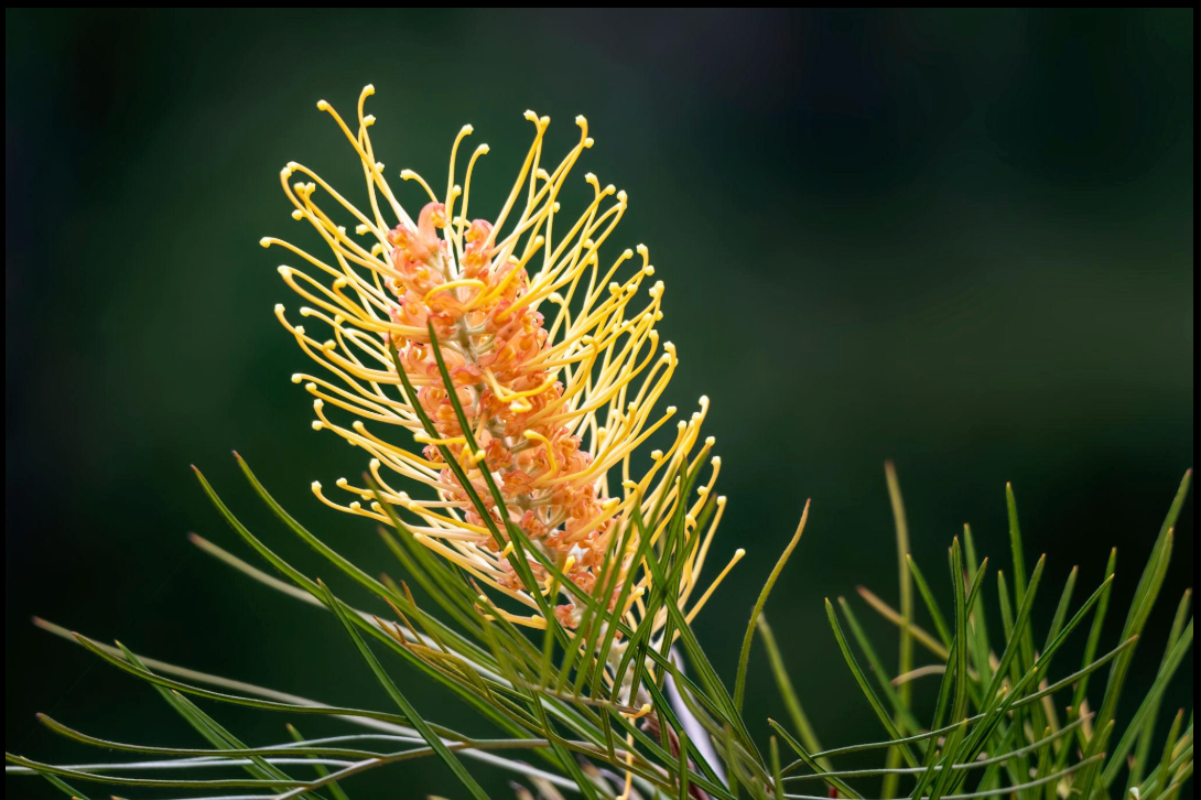 Grevillea ‘Honey Gem’