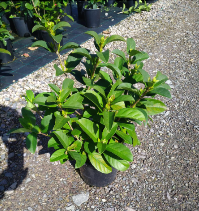 Viburnum Odoratissimum | Sweet Viburnum