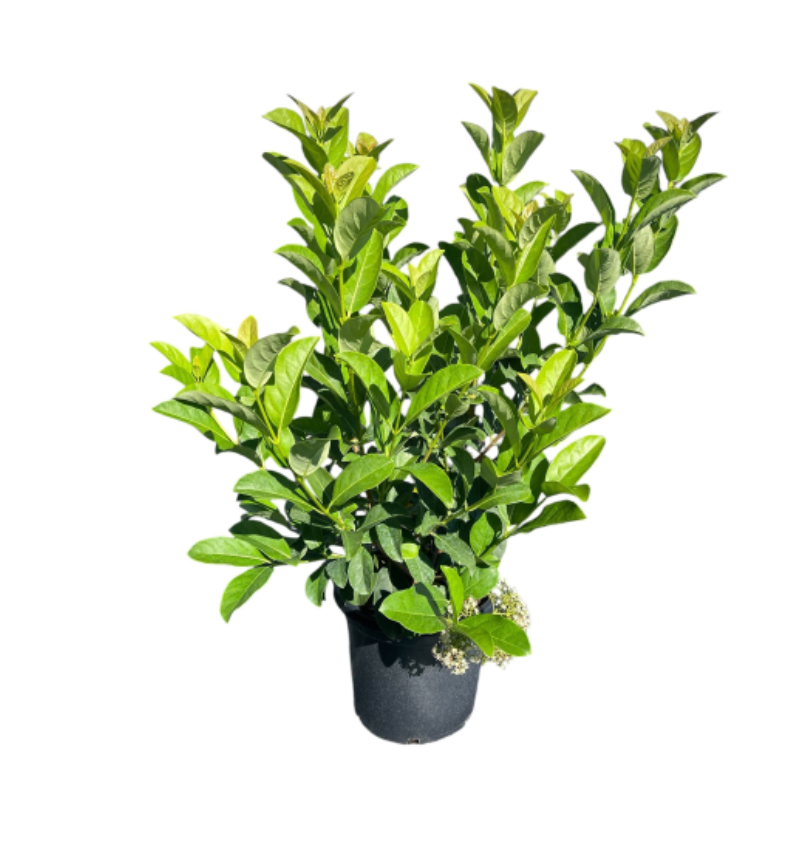 Viburnum Odoratissimum | Sweet Viburnum