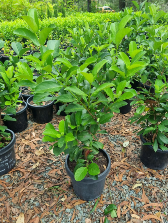 Viburnum Odoratissimum | Sweet Viburnum