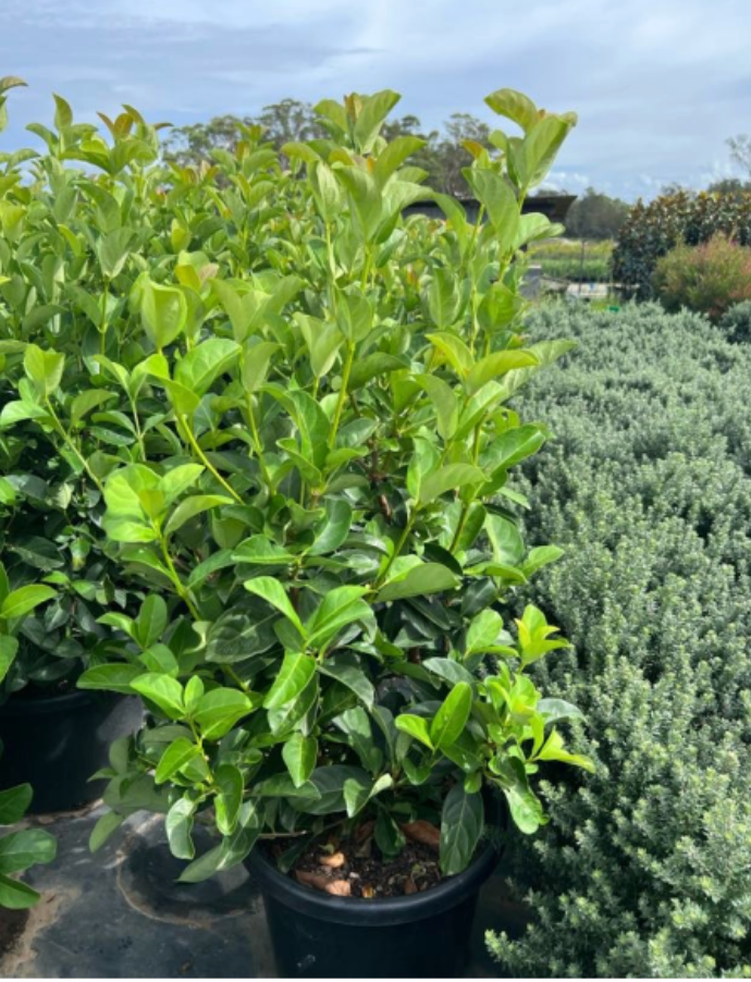 Viburnum Odoratissimum | Sweet Viburnum