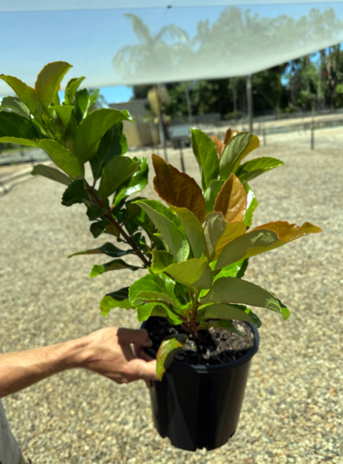 Viburnum Odoratissimum Emerald Lustre