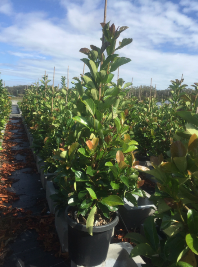 Viburnum Odoratissimum Emerald Lustre
