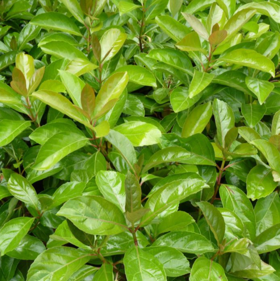 Viburnum Odoratissimum Emerald Lustre