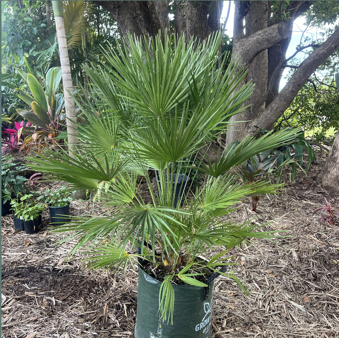 European Fan Palm | Chamaerops Humilis