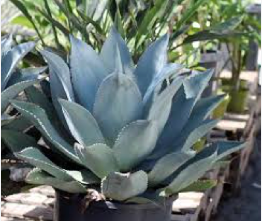Agave celsii Nova