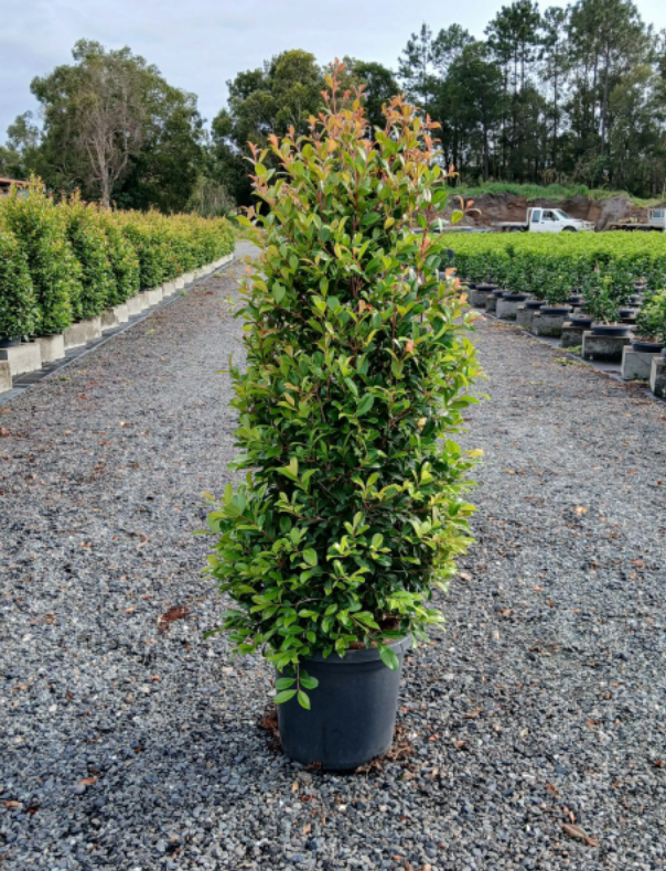 Lilly Pilly | Syzygium Australe Resilience