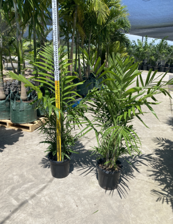 Macarthur Palm | Ptychosperma macarthurii