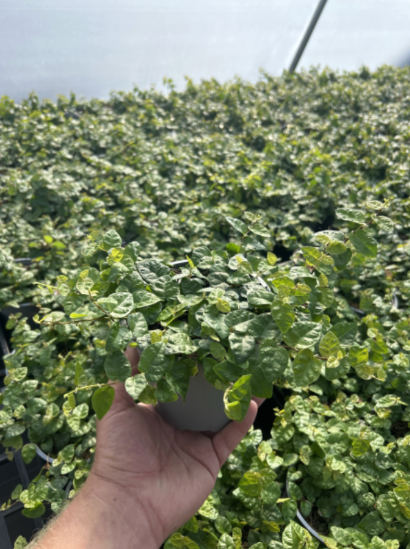 Ficus Pumila | Creeping Fig