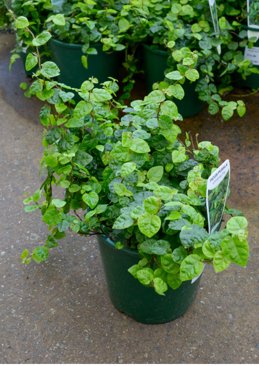 Ficus Pumila | Creeping Fig