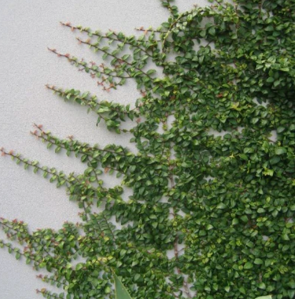 Ficus Pumila | Creeping Fig