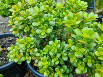 Crassula Ovata Minima| Minature Jade Plant