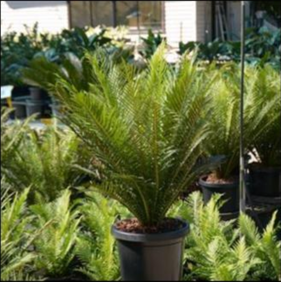 Blechnum gibbum | Silver Lady