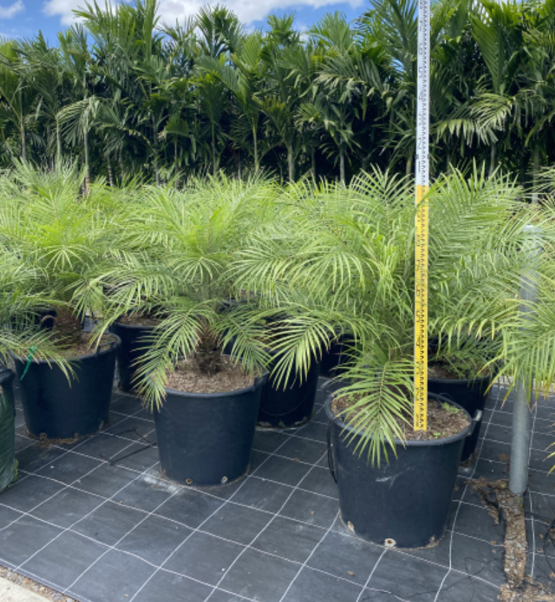 Canary Island Date Palm | Phoenix canariensis